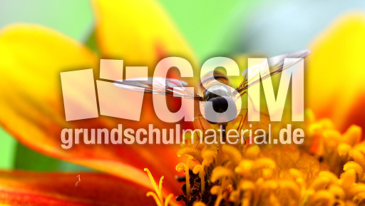 Garten-Schwebfliege (1).jpg